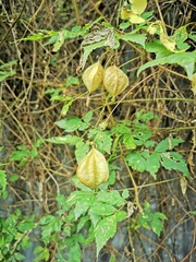 Cardiospermum grandiflorum