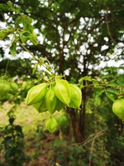Cardiospermum grandiflorum