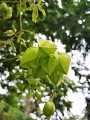 Cardiospermum grandiflorum