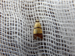 Heteroteucha distephana