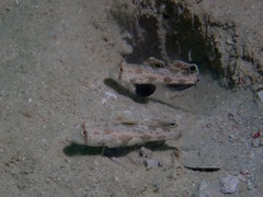 Signigobius biocellatus