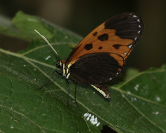 Mechanitis messenoides