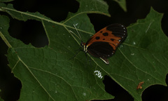 Mechanitis messenoides