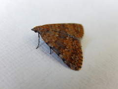 Dichromodes disputata