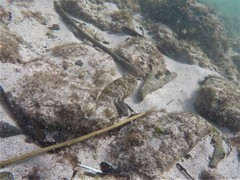 Sphoeroides lobatus