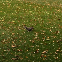 Sciurus carolinensis