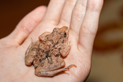 Fejervarya limnocharis