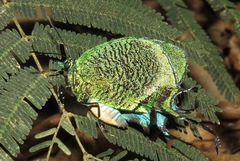 Arcas imperialis