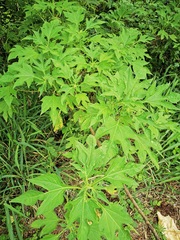 Tithonia diversifolia