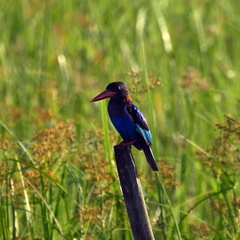Halcyon cyanoventris