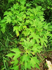 Tithonia diversifolia