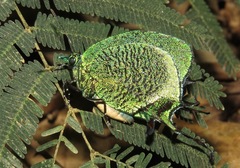 Arcas imperialis