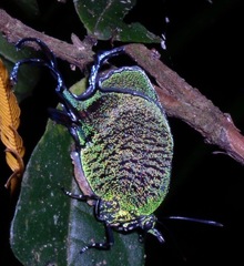 Arcas imperialis