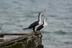Phalacrocorax varius hypoleucos