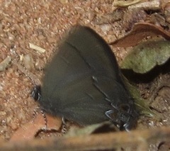 Calycopis bellera