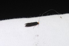 Doleromorpha porphyria