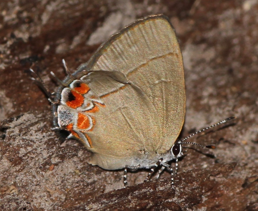 Calycopis lerbela