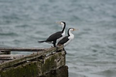 Phalacrocorax varius hypoleucos