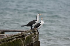 Phalacrocorax varius hypoleucos