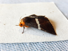 Buzara frontinus