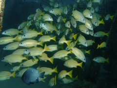 Lutjanus bengalensis
