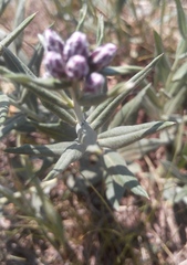 Saussurea salicifolia