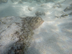 Urobatis concentricus