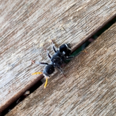 Trogodendron fasciculatum