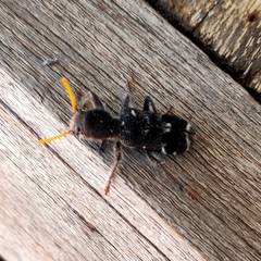 Trogodendron fasciculatum