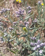 Saussurea salicifolia