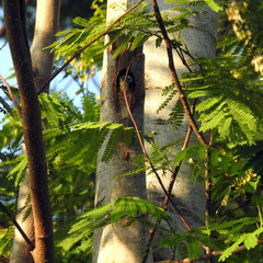 Dendrocopos analis
