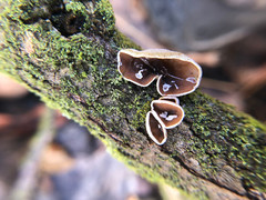 Schizophyllum amplum