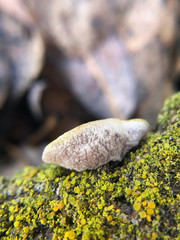 Schizophyllum amplum