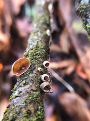 Schizophyllum amplum