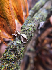 Schizophyllum amplum