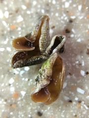 Schizophyllum amplum