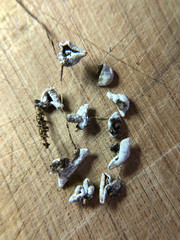 Schizophyllum amplum