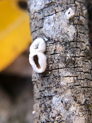 Schizophyllum amplum