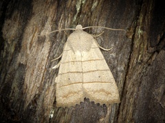 Eupsilia quadrilinea