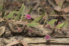 Acacia purpureapetala