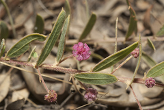 Acacia purpureapetala