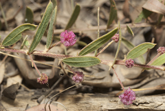 Acacia purpureapetala