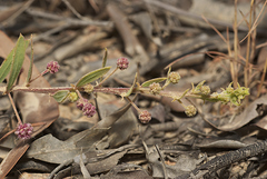 Acacia purpureapetala