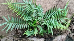 Pteris vittata