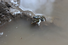 Atelopus longirostris