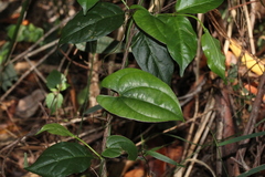 Dioscorea transversa