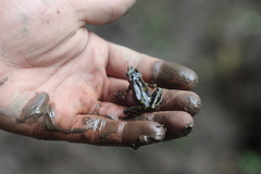 Atelopus longirostris
