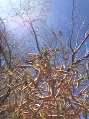 Acourtia glomeriflora