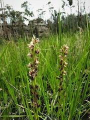 Prasophyllum australe