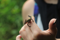 Atelopus longirostris